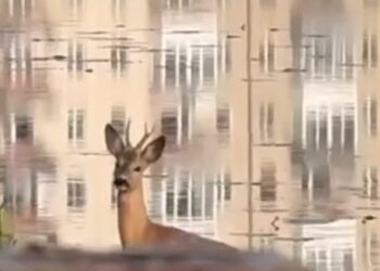 Олень здійснив ранковий заплив на ставі