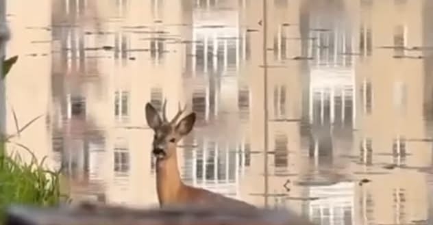 Олень здійснив ранковий заплив на ставі