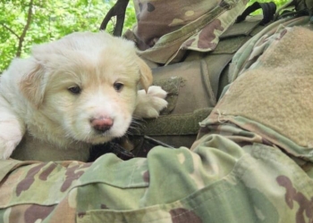 Пес Полкан і його малюки підтримують захисників