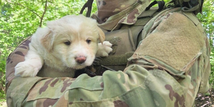 Пес Полкан і його малюки підтримують захисників