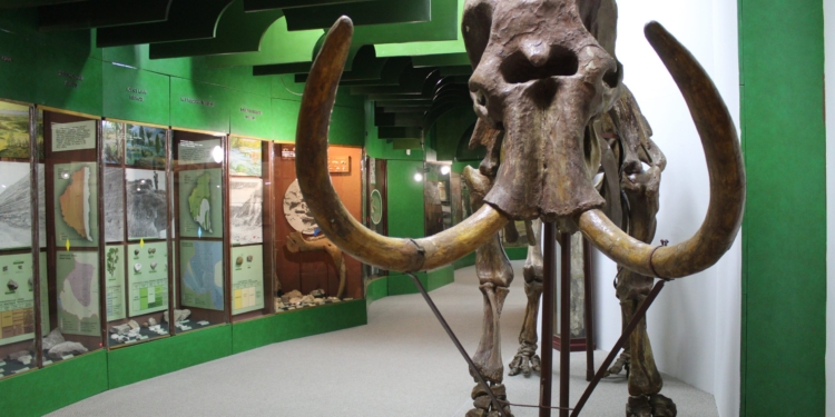 Унікальний експонат поповнив колекцію тернопільського музею