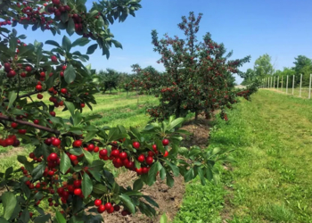 На Тернопільщині планують висадити вишневий сад