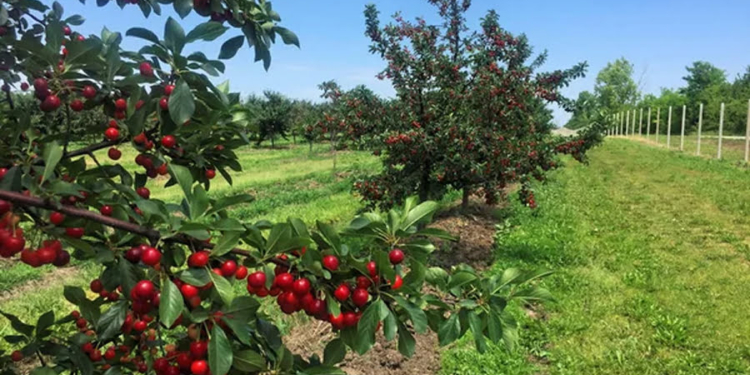 На Тернопільщині планують висадити вишневий сад