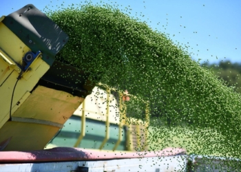 На Тернопільщині стартували жнива