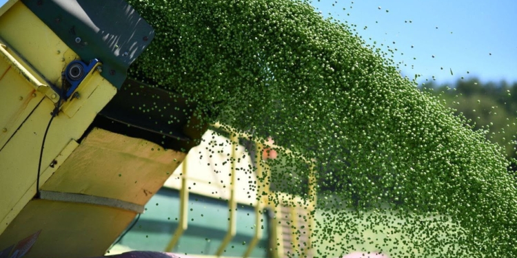 На Тернопільщині стартували жнива