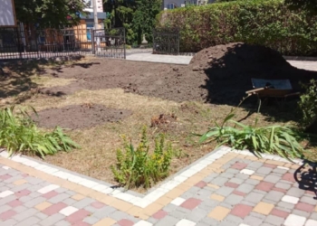 У Чорткові вирубали калинові насадження