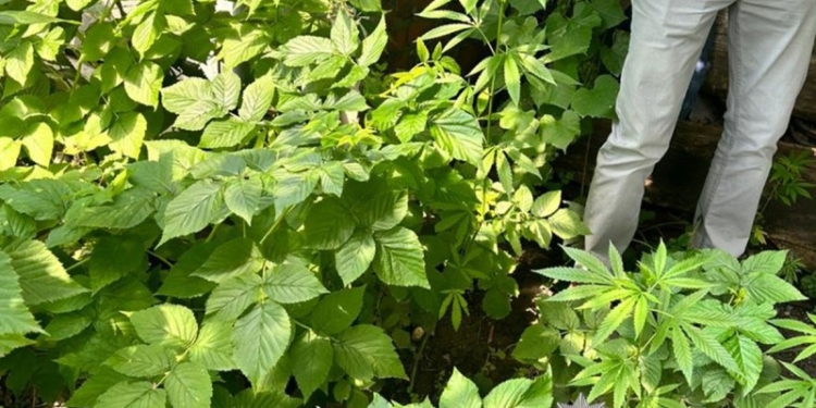 Житель Чорткова на ділянці вирощував коноплі