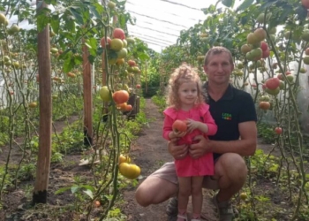 Фермер вирощує 18 тисяч кущів помідорів