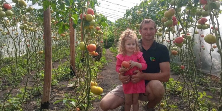 Фермер вирощує 18 тисяч кущів помідорів