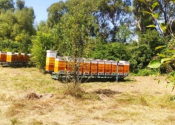 Кооператив пасічників створює крафтову медову продукцію
