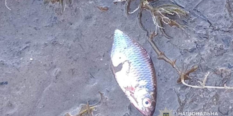 Через перекриття дамби загинула риба
