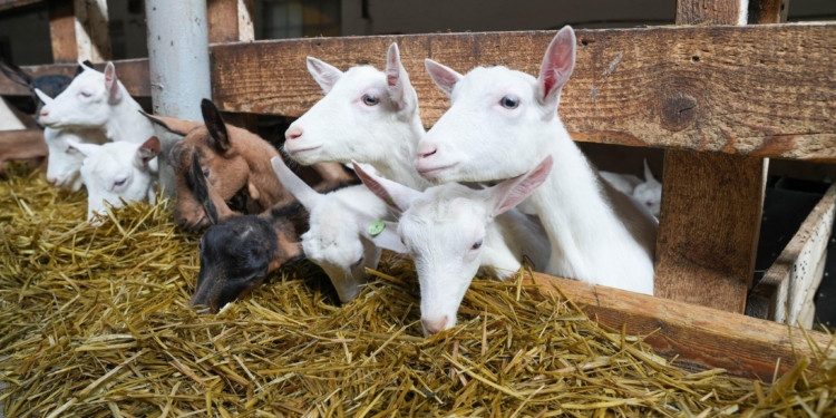 Журналісти відвідали відому сироварню