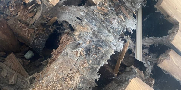 У школі на Тернопільщині після ремонту зогнила підлога