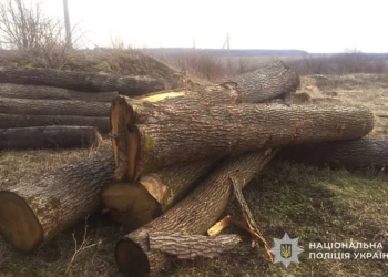 На Тернопільщині викрили схему вирубки дерев