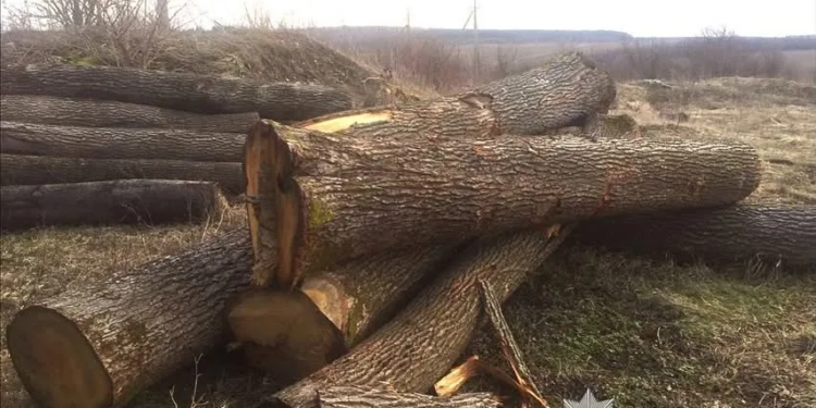 На Тернопільщині викрили схему вирубки дерев