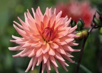 Кактусові жоржини