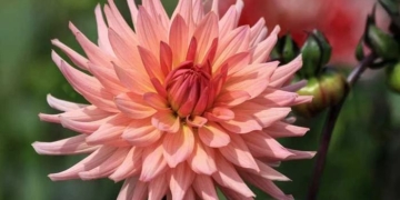 Кактусові жоржини