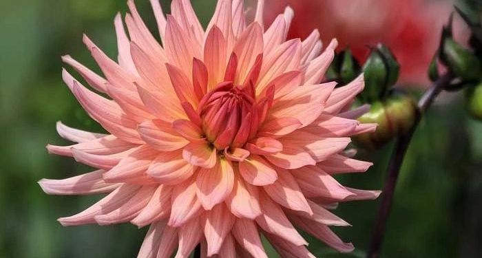 Кактусові жоржини