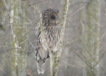 У заповіднику на Тернопільщині помітили рідкісну сову