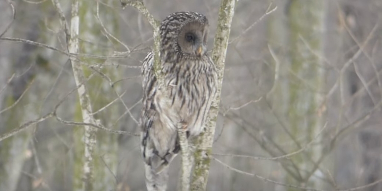 У заповіднику на Тернопільщині помітили рідкісну сову