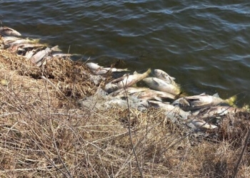 Масова загибель риби