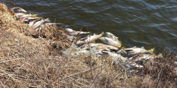 Масова загибель риби