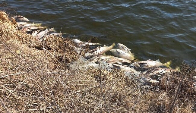 Масова загибель риби