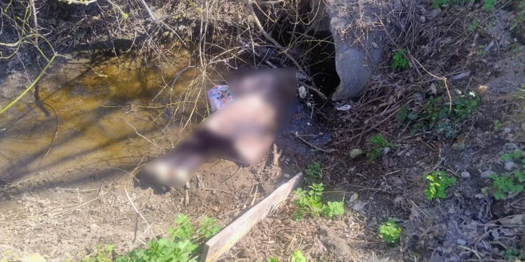 Трагедія у Гаях Гречинських